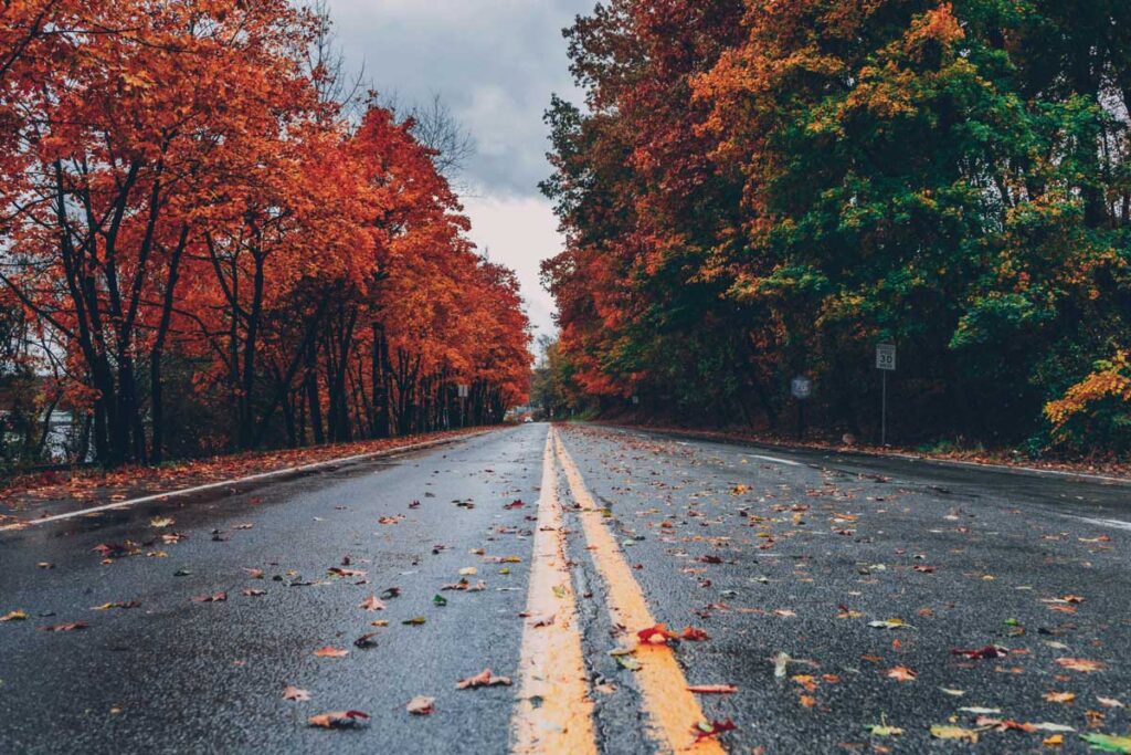 Autumn leaves with road ahead. Photo by Craig Adderley: https://www.pexels.com/photo/concrete-road-between-trees-1563356/