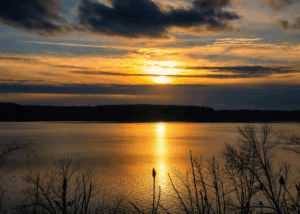 Golden sunset over a peaceful lake with plants in the foreground. Photo by Tom Fisk.